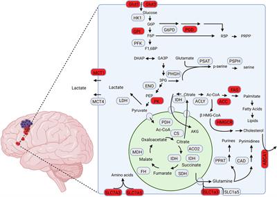 Metabolic Drivers of Invasion in Glioblastoma